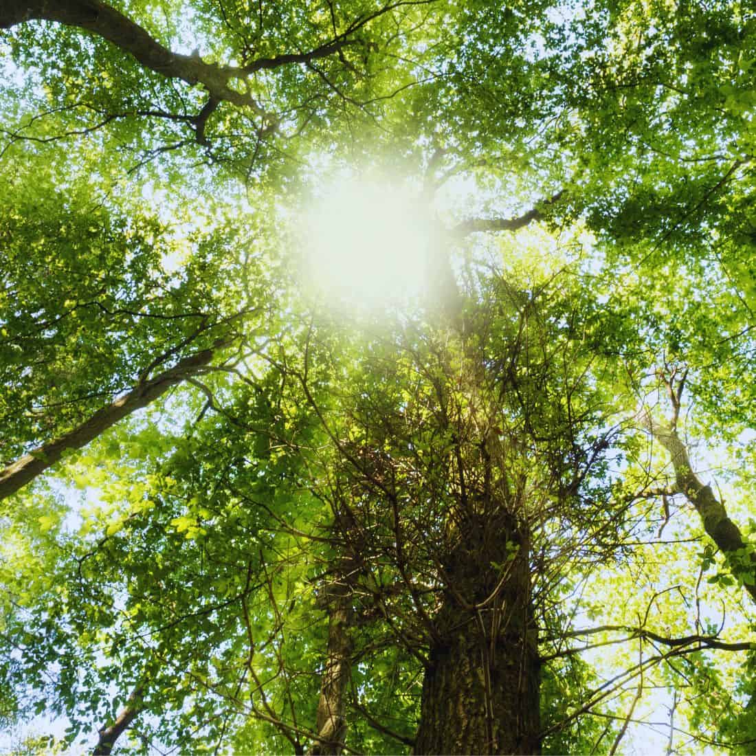 Untitled 400 X 1080 Px 800 X 800 - Avada Template