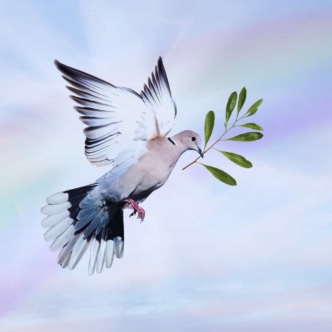 Untitled 400 X 1080 Px 800 X 800 - Avada Template